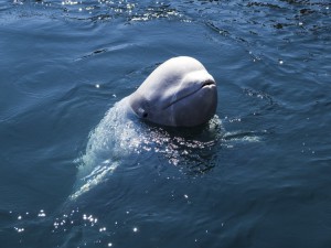 wildlife-beluga-whale