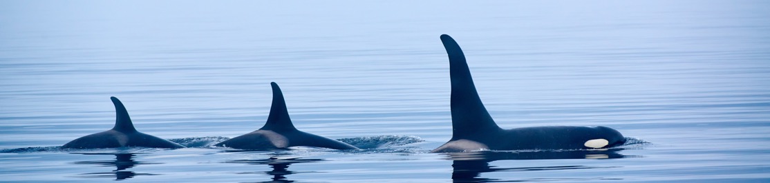 wildlife-orcas