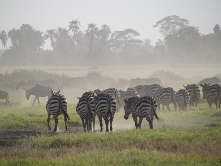 zambia-kenya-zebras2   